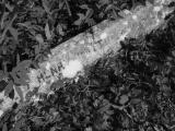 image of grave number 790613